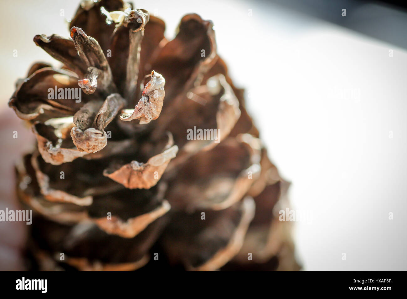 Close up photographs of a Mexican weeping pine cone Stock Photo