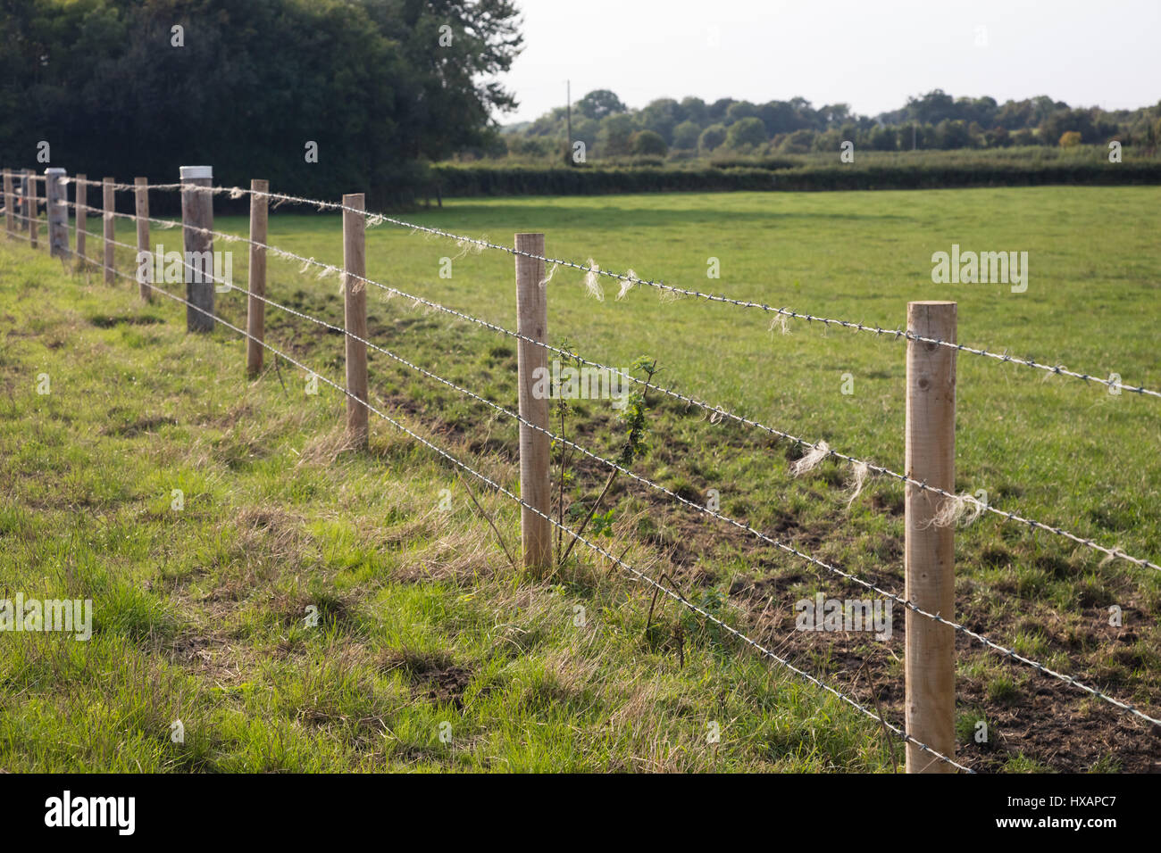 A Barbed Wire fence makes a good backscratcher for cattle and sheep on farmland in southwest England Stock Photo