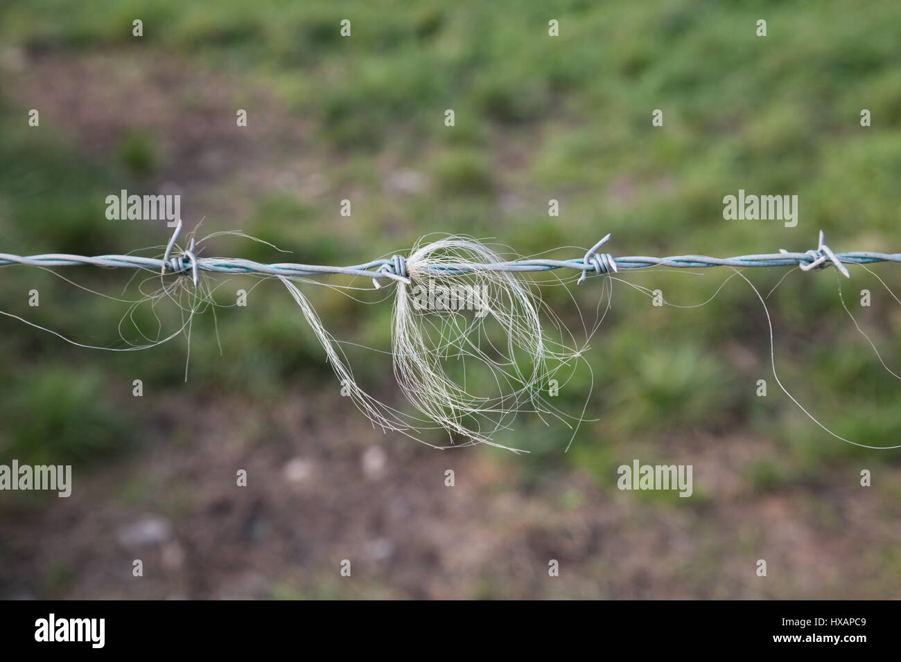 A Barbed Wire fence makes a good backscratcher for cattle and sheep on