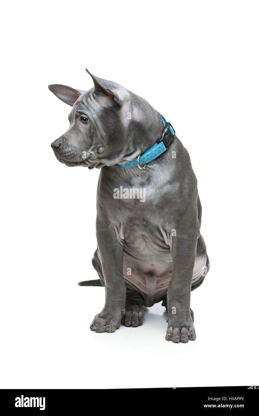 Beautiful blue thai ridgeback 3 months old puppy isolated on white ...