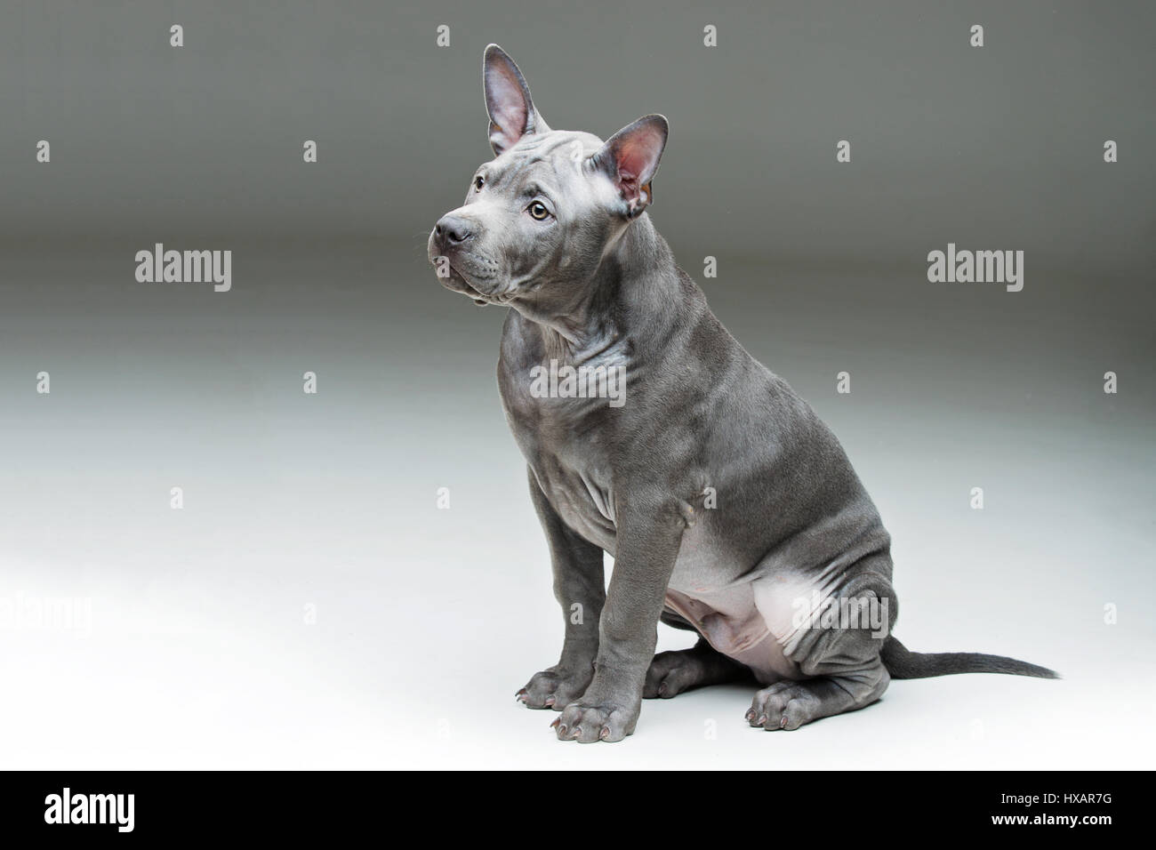 Beautiful blue thai ridgeback 3 months old puppy over grey