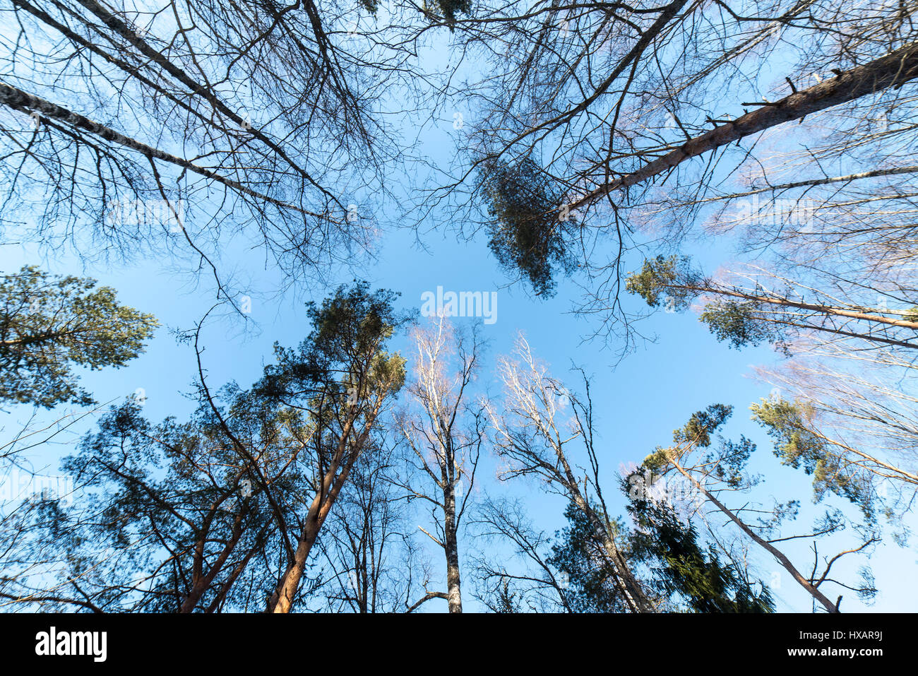 snowy winter trees on bright blue sky background Stock Photo - Alamy