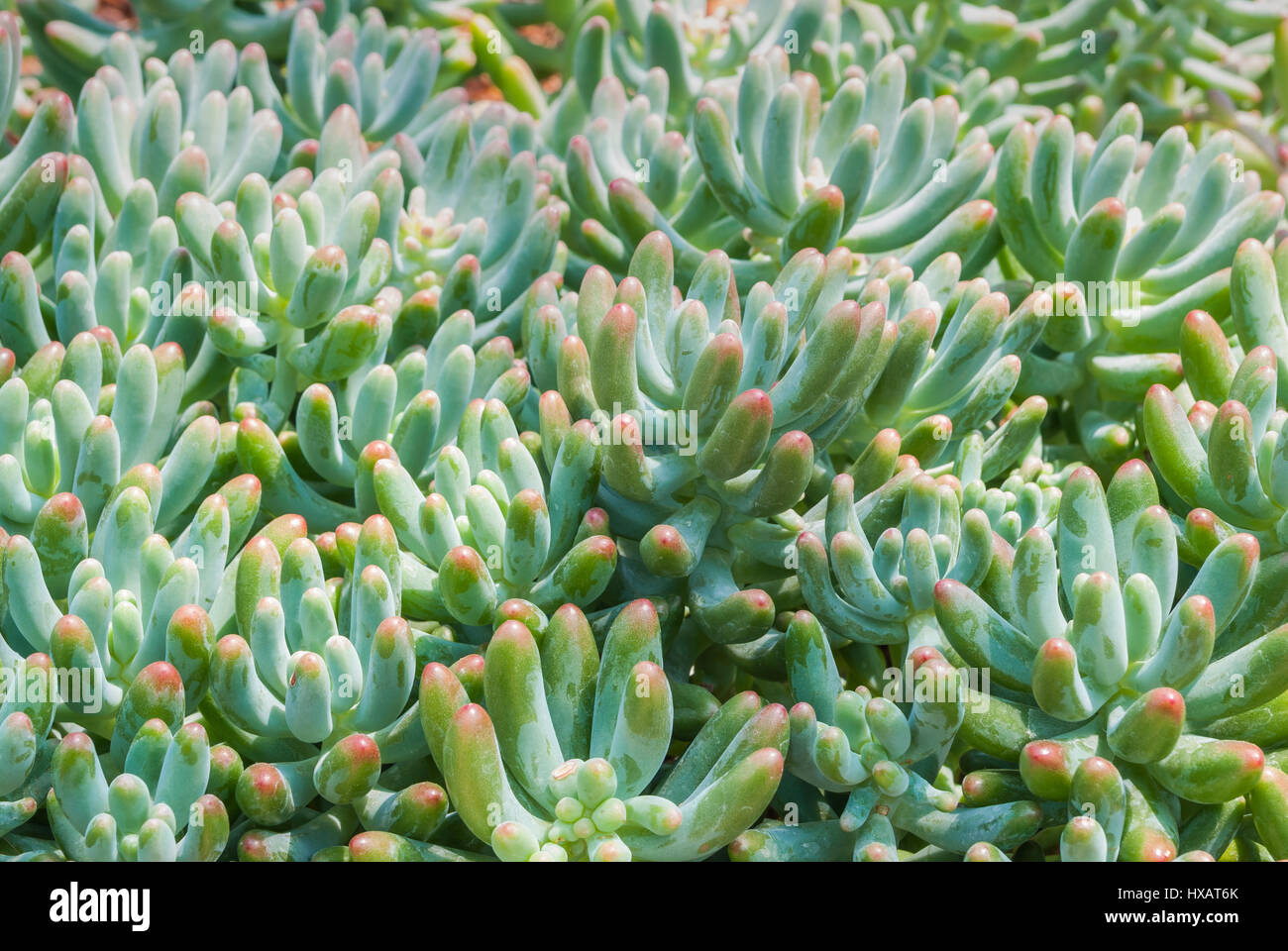 Closeup to Pork and Beans/ Jelly Bean/ Sedum Rubrotinctum R.T.Clausen/ Crassulaceae, Succulent and Arid Plant Stock Photo