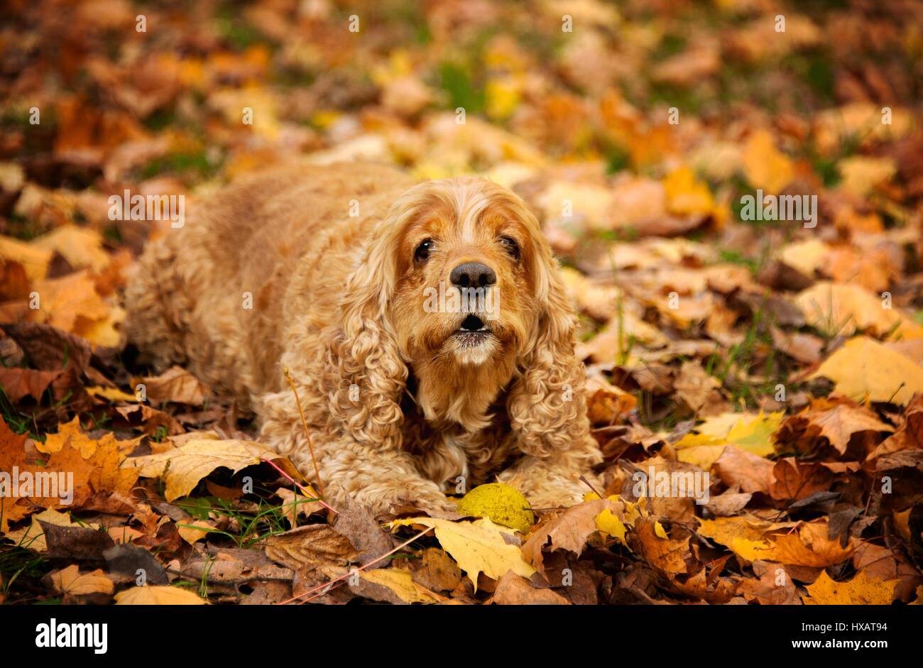 American Cocker Spaniel Head High Resolution Stock Photography and ...