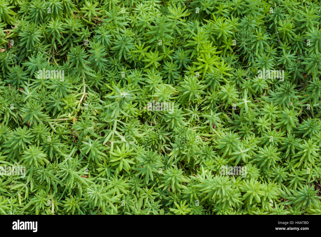 Closeup to Dudleya Pachyphytum Moran & Benedict/ Crassulaceae, Succulent and Arid Plant Stock Photo