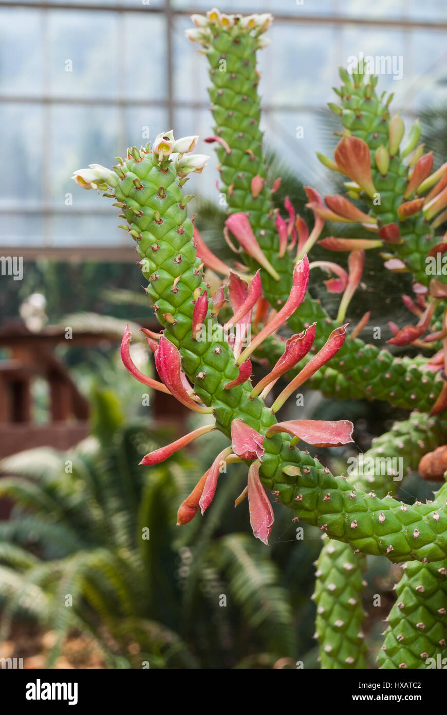Closeup to Monadenium/ Euphorbia Ritchiei/ Euphorbiaceae, Succulent and Arid Plant Stock Photo