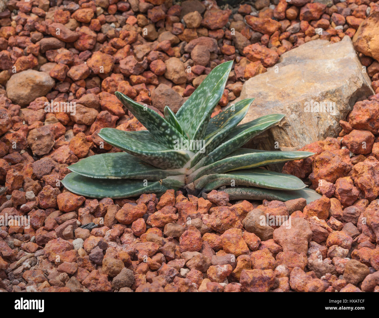 Closeup to Gasteria Pillansii, Succulent and Arid Plant Stock Photo