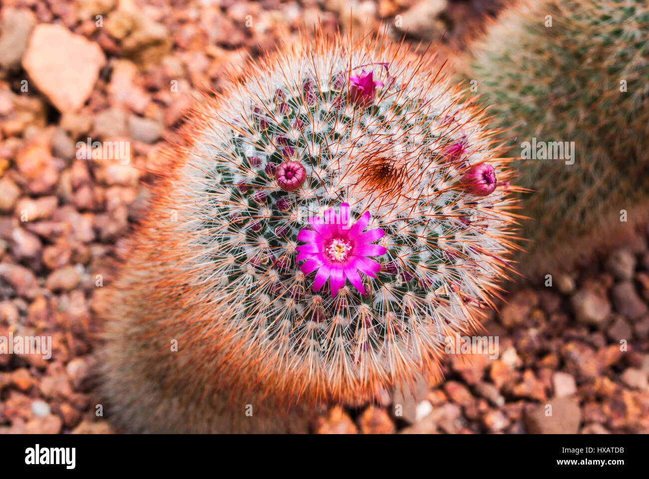 Closeup to Mammillaria Rhodantha/ Rainbow Pincushion Cactus with Pink Flower, Succulent and Arid Plant Stock Photo