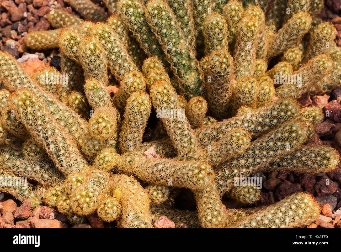 Closeup to Pile of Ladyfinger/ Gold Lace Cactus/ Mammillaria Elongata, Succulent and Arid Plant Stock Photo