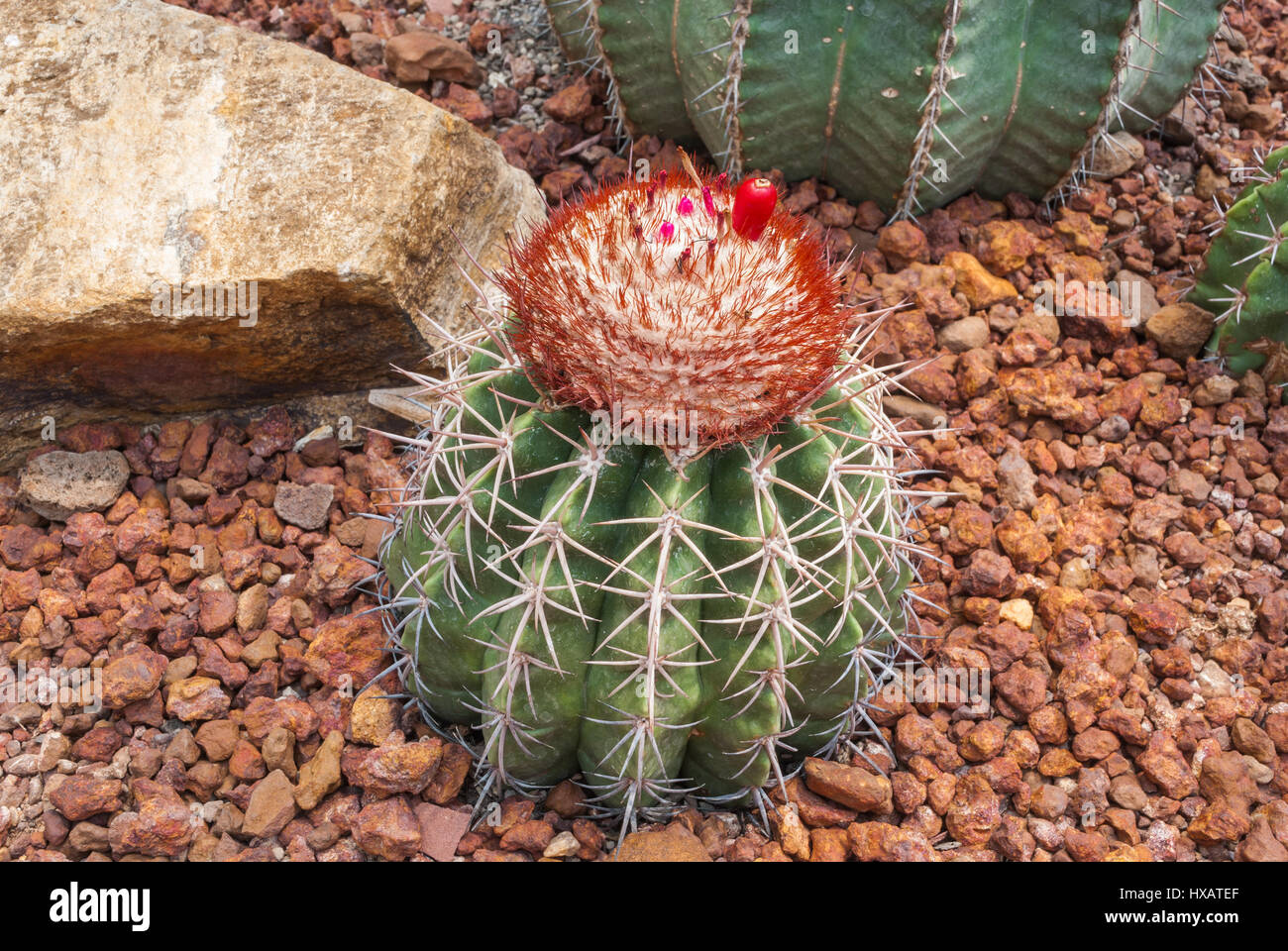 Closeup to Round Shaped of Melocactus Bahiensis Cactus/ Cactaceae, Succulent and Arid Plant Stock Photo