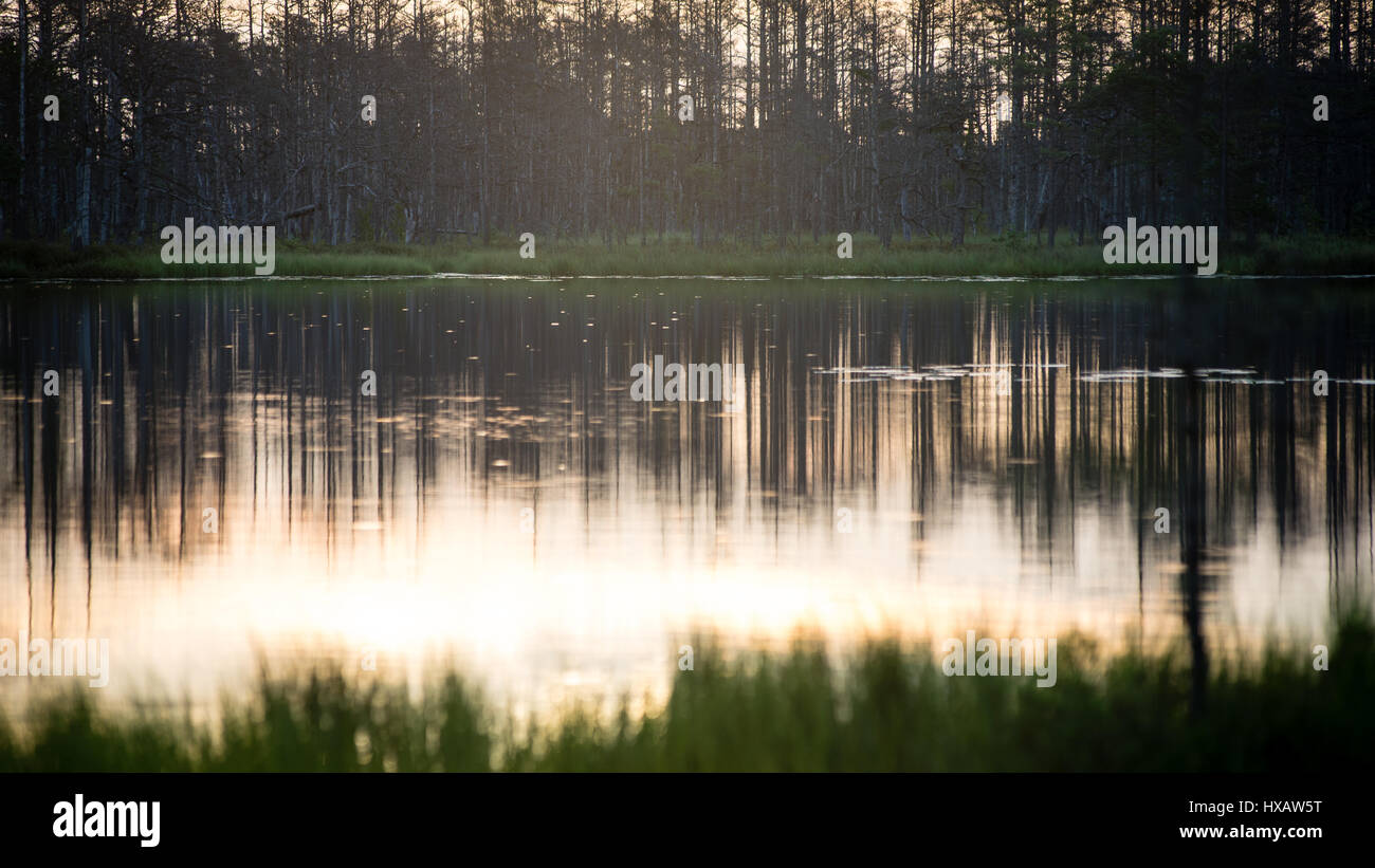 abstract reflections of the trees in the water with sunset colors Stock ...