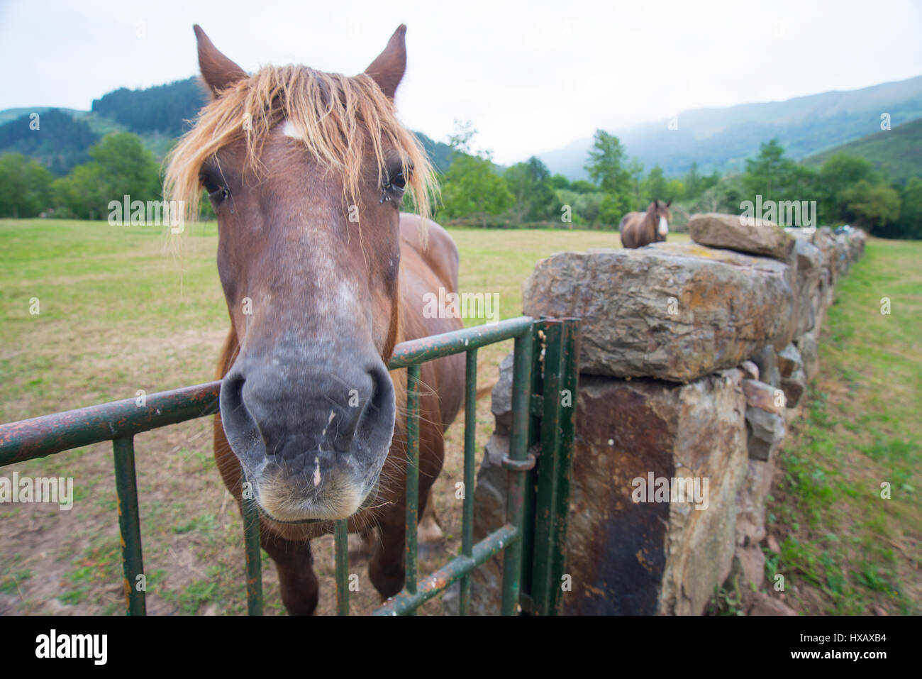 Horse in the countryside, close view. Ruente, Cantabria, Spain. Stock Photo