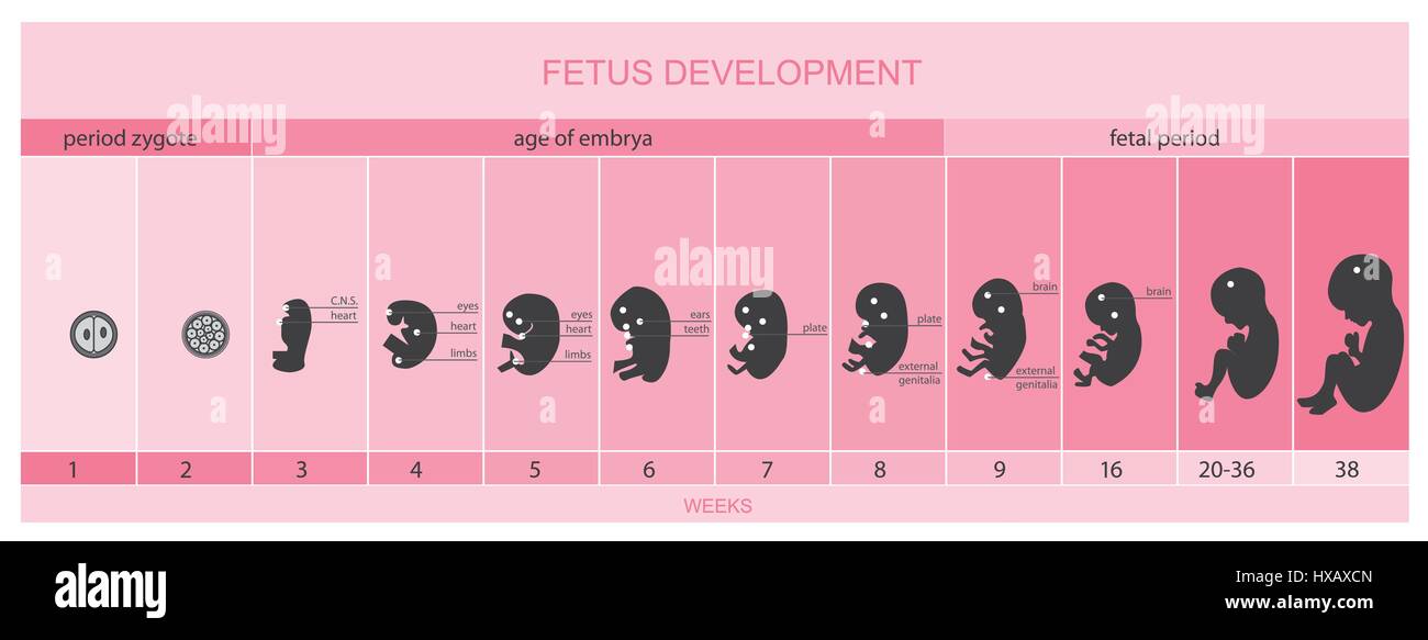 Fetus development, vetor Stock Vector