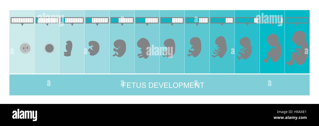 Fetus development, vetor Stock Vector