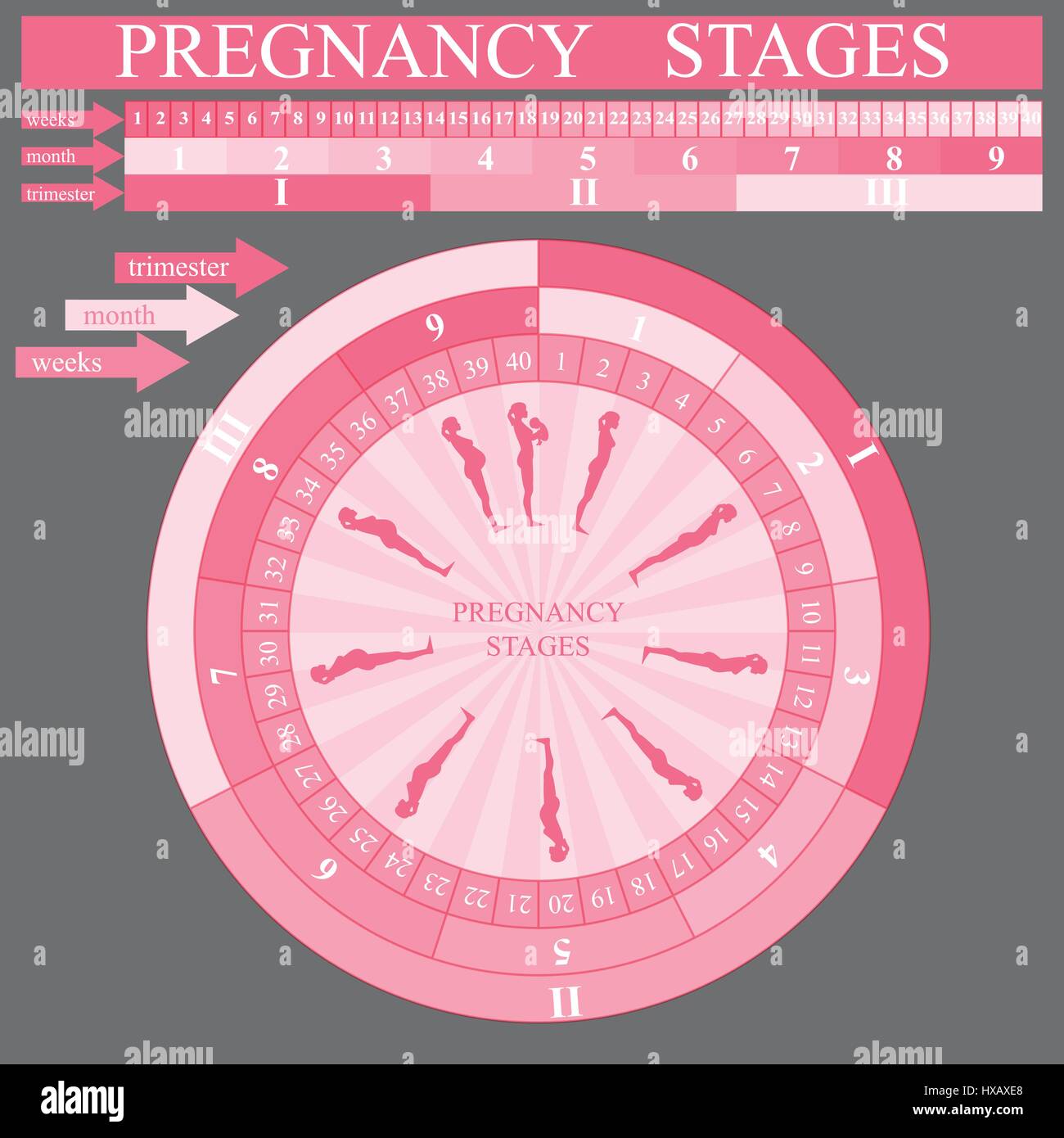 Woman pregnancy stages, vector Stock Vector