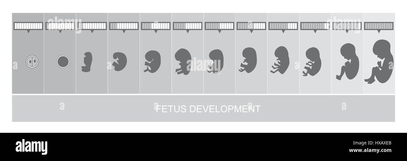 Fetus stages development, vetor Stock Vector