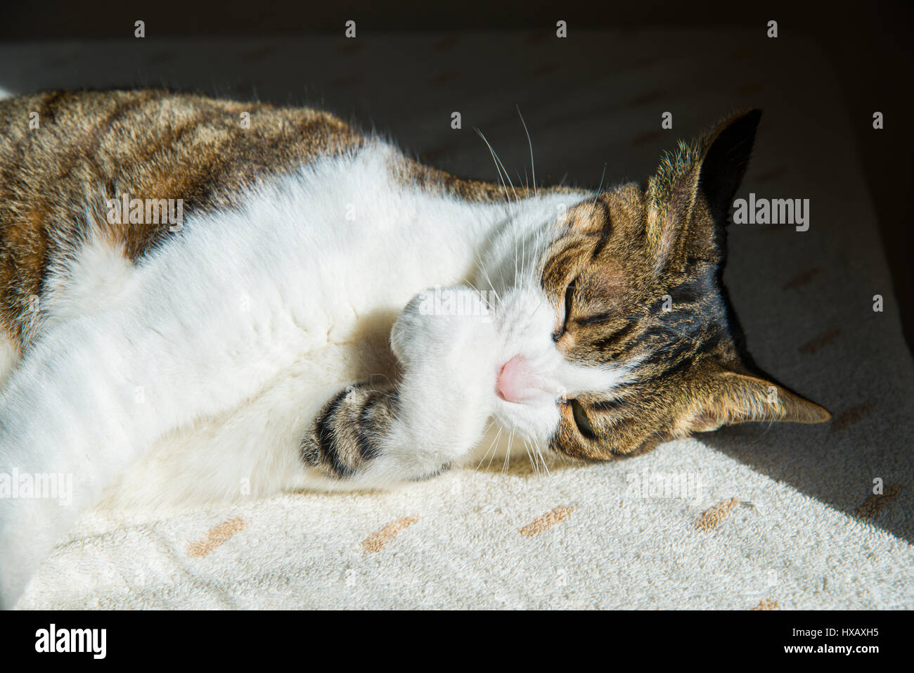Tabby and white cat sunbathing and washing himself. Stock Photo