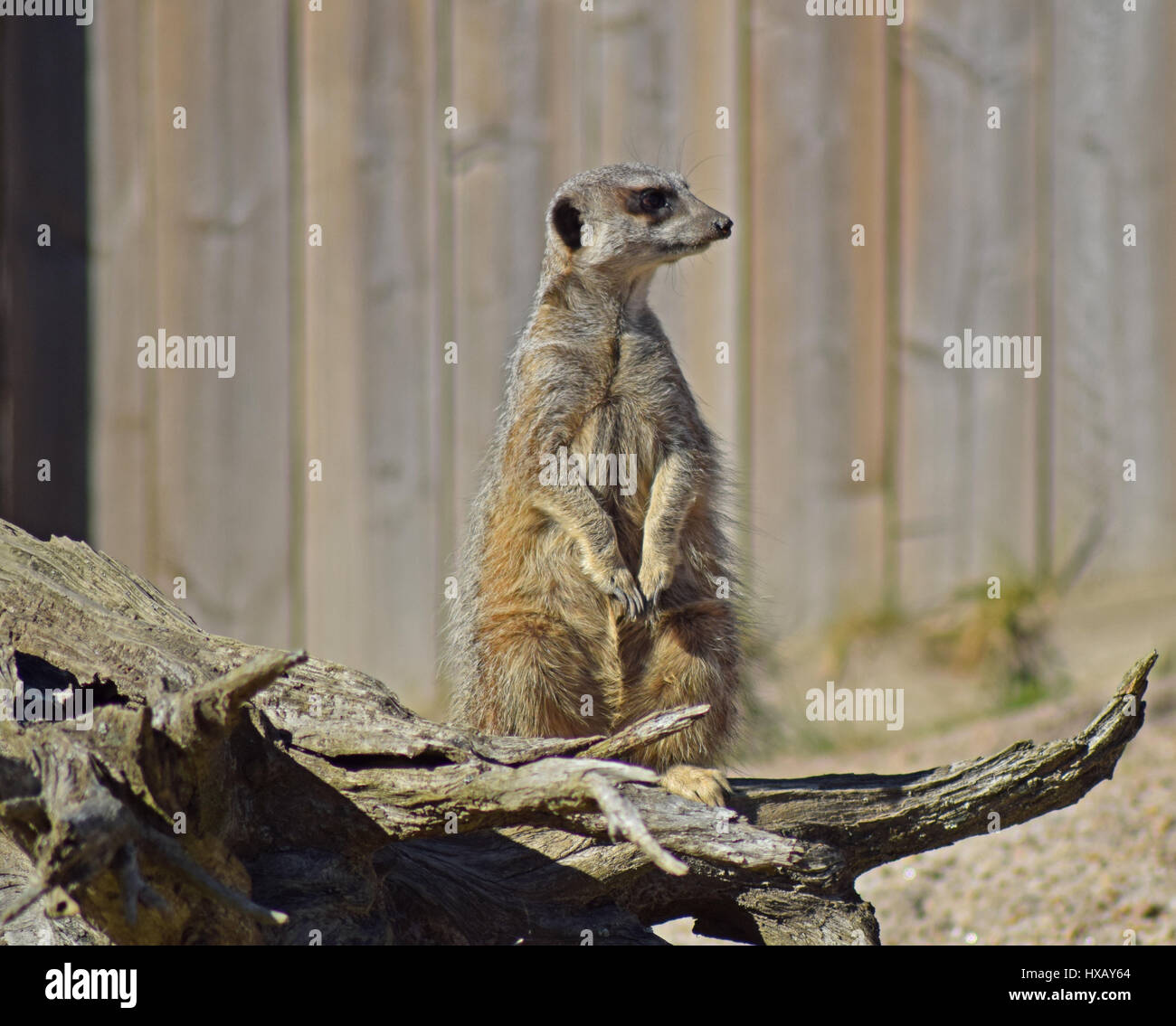 Meerkat on Lookout, Camperdown Park Zoo, Dundee Stock Photo Alamy