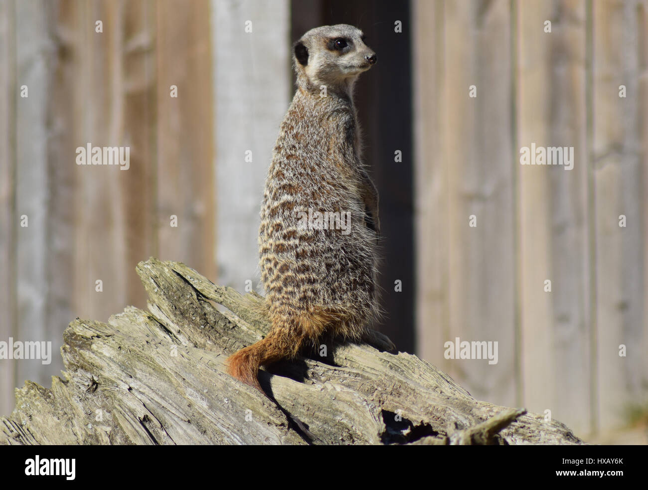 Meerkat on Lookout, Camperdown Park Zoo, Dundee Stock Photo Alamy