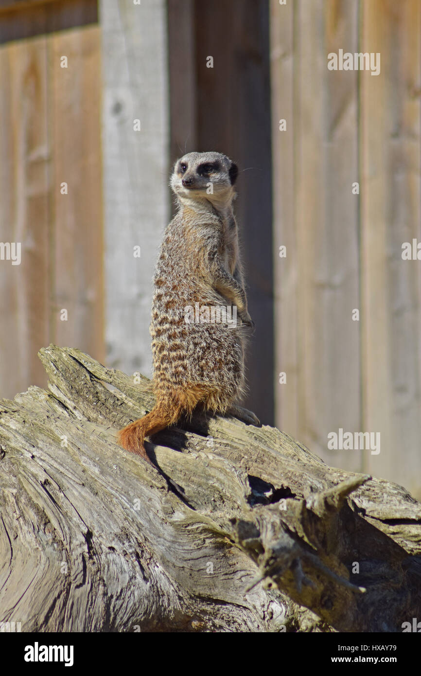 Meerkat on Lookout, Camperdown Park Zoo, Dundee Stock Photo Alamy