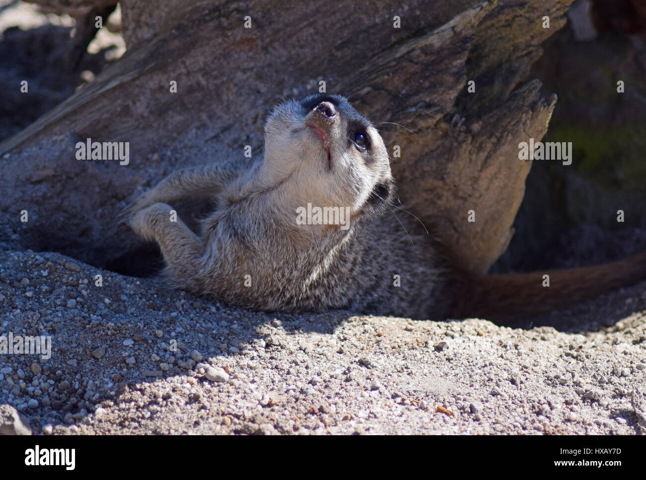 Meerkat Lying in Sand, Camperdown Zoo, Dundee Stock Photo Alamy