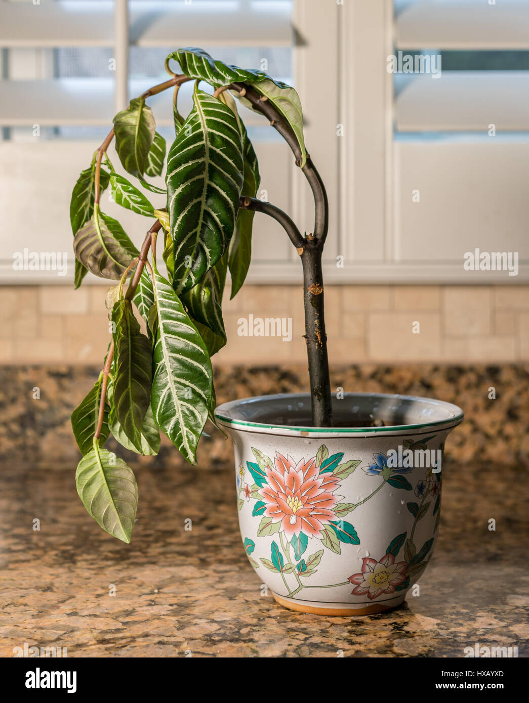 Drooping houseplant in pottery vase Stock Photo