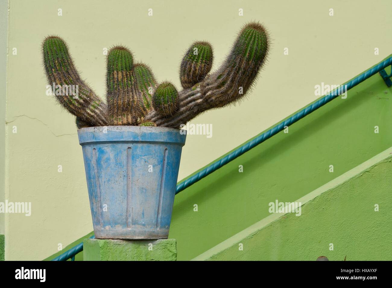 green cactus in a blue plant pot in front of a yellow-gren wall and a blue stair railing Stock Photo