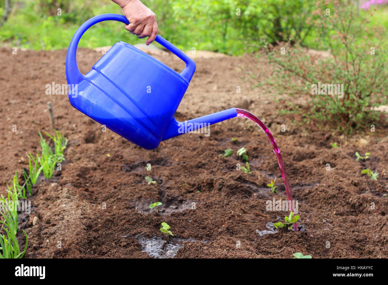 Watering strawberry plants seedlings from watering can with mineral fertilizer Stock Photo