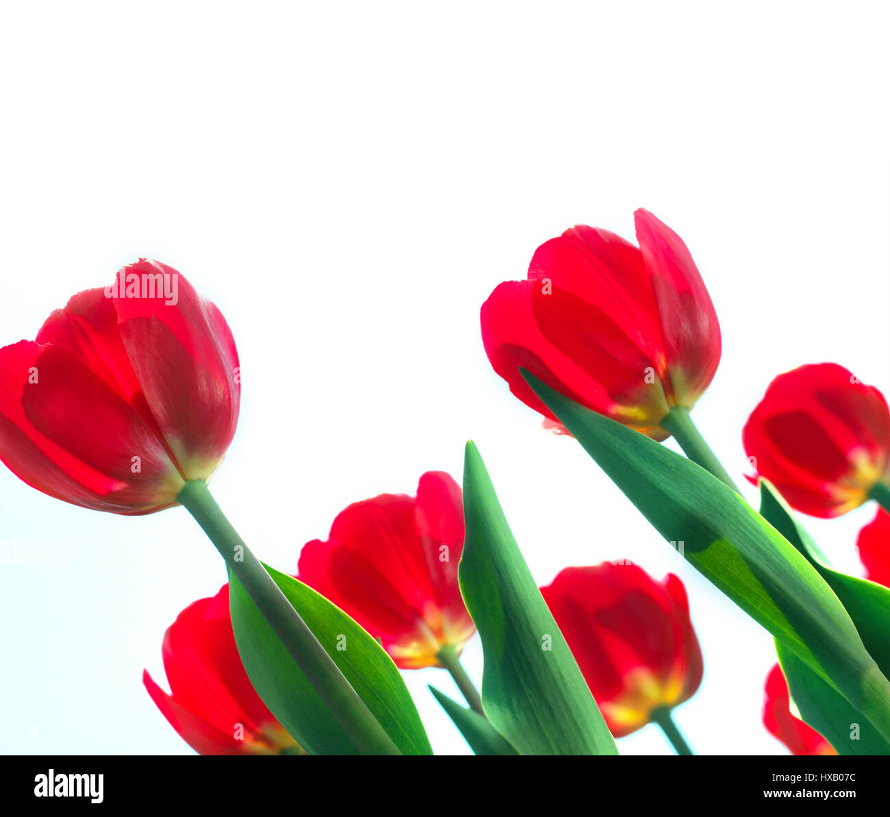 Red tulips isolated on white background close up view Stock Photo - Alamy