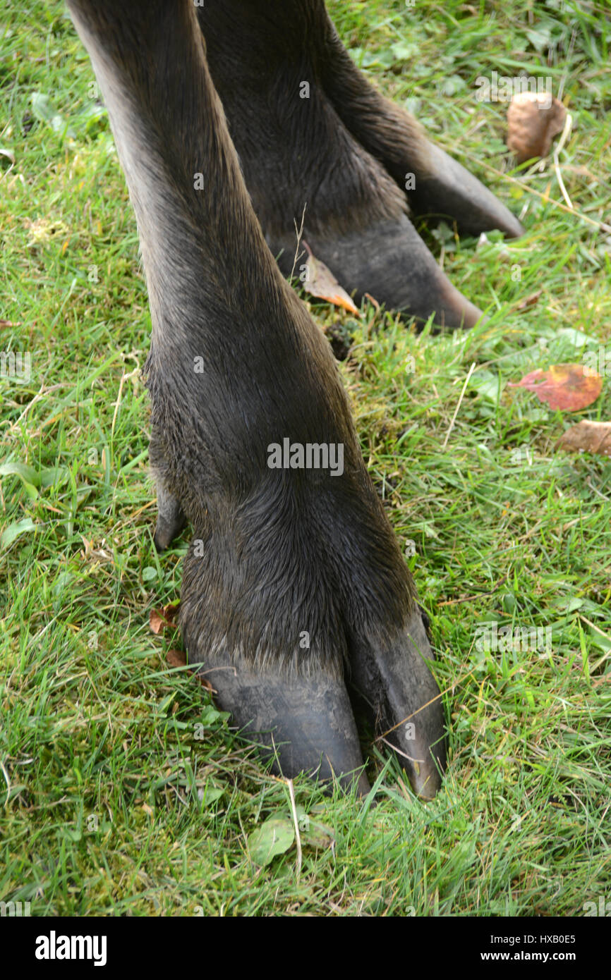 A closeup of a pair of pointed cow moose feet (hooves) at a wildlife sanctuary near Timmins, Northern Ontario, Canada. Stock Photo