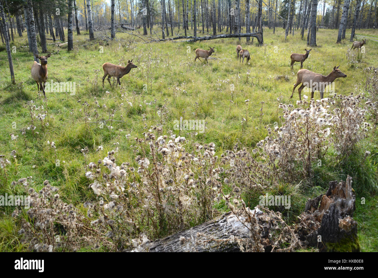 Elk cows, part of a small herd, grazing in a clearing on the edge of the woods near the town of Timmins, Northern Ontario, Canada, Stock Photo