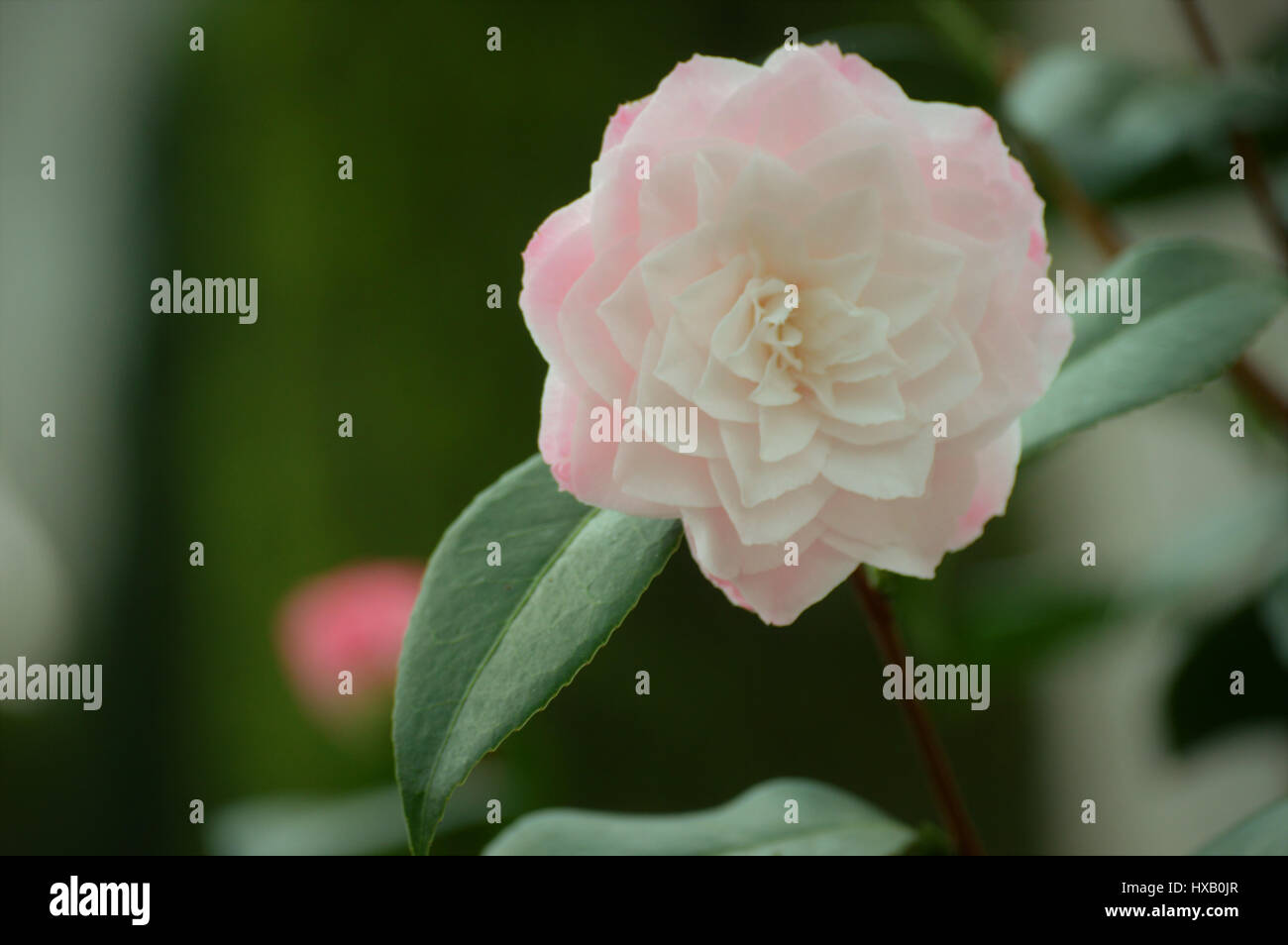 White pink rose hi-res stock photography and images - Alamy