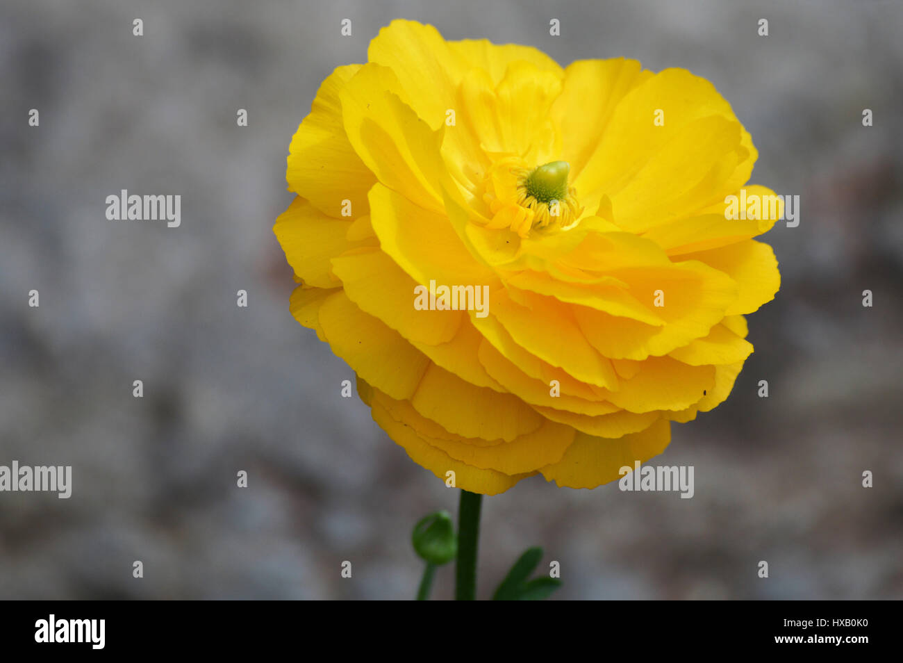 Yellow Ranunculus Flower Stock Photo