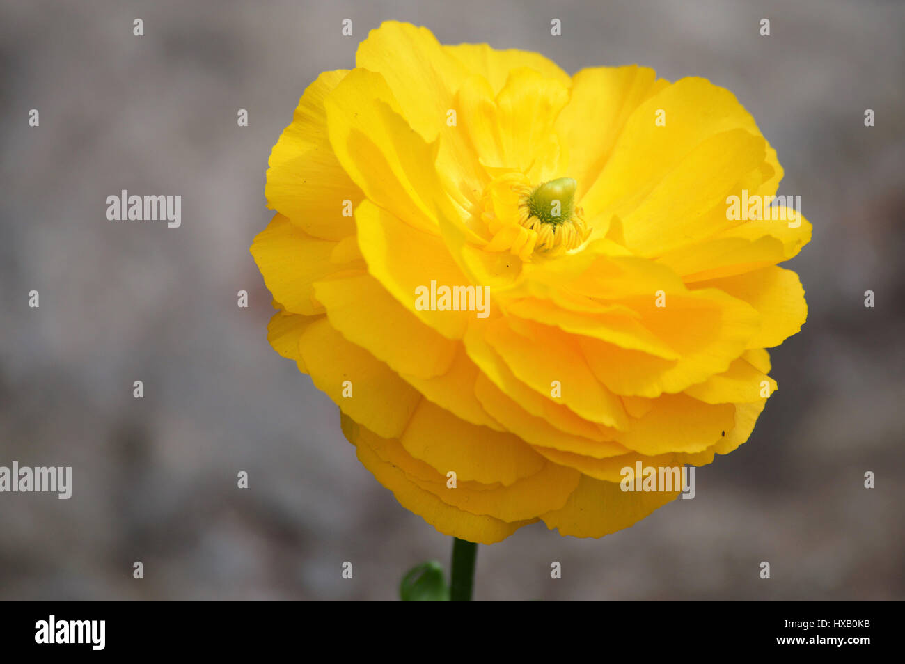 Yellow Ranunculus Flower Stock Photo