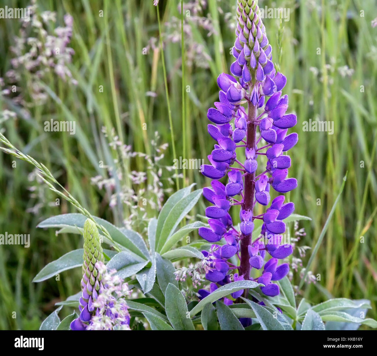 Close up meadow blooming hi-res stock photography and images - Alamy
