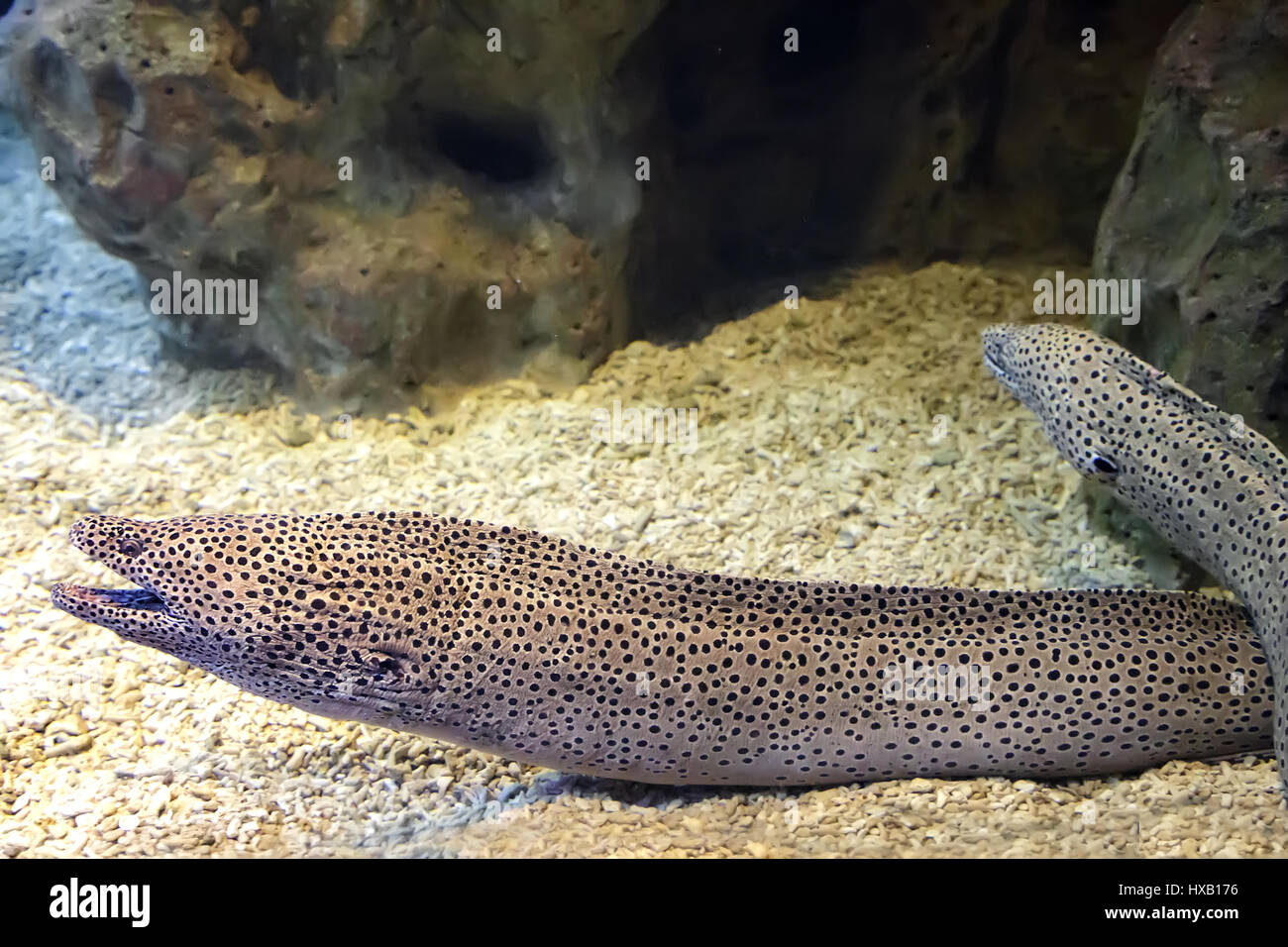 Moray is a very strong and dangerous sea creatures, the mortal danger for divers Stock Photo - Alamy Moray is a very strong and dangerous sea creatures, the mortal danger for divers Stock Photo - Alamy