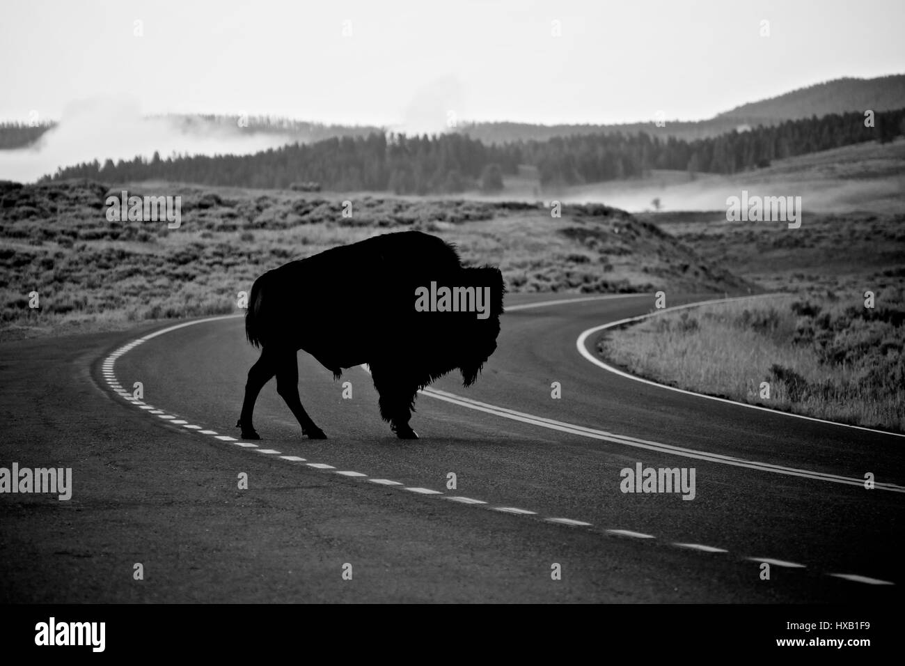 American Bison Yellowstone road hazard Stock Photo