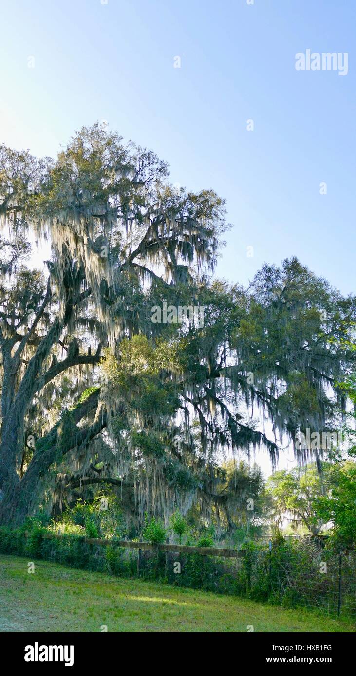 Portrait of majestic Live Oak tree covered with leaves and moss