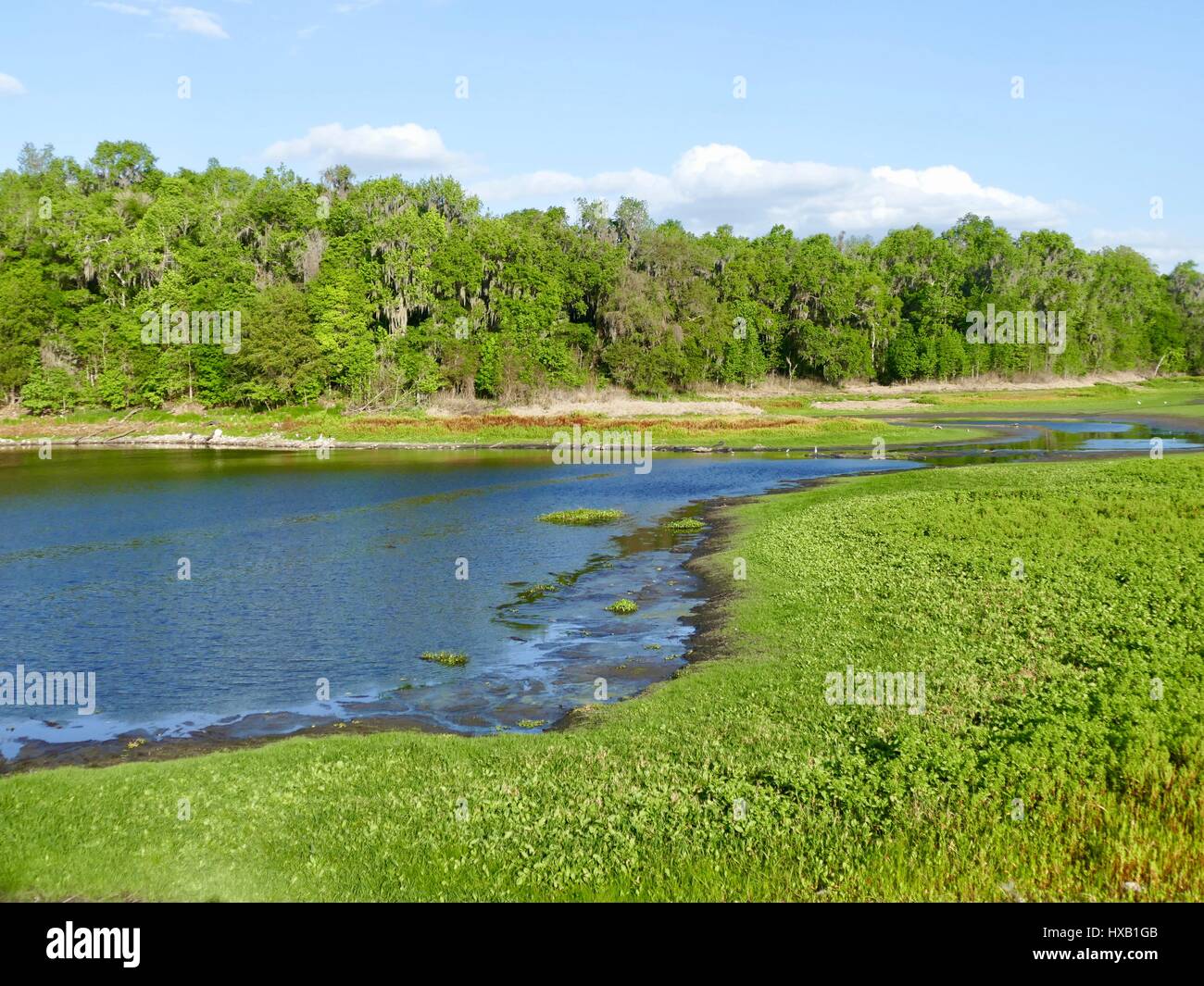 North Florida landscape with lake, hardwood trees, evergreens, and reflection in the water. Paynes Prairie Preserve State Park, Gainesville, FL, USA Stock Photo
