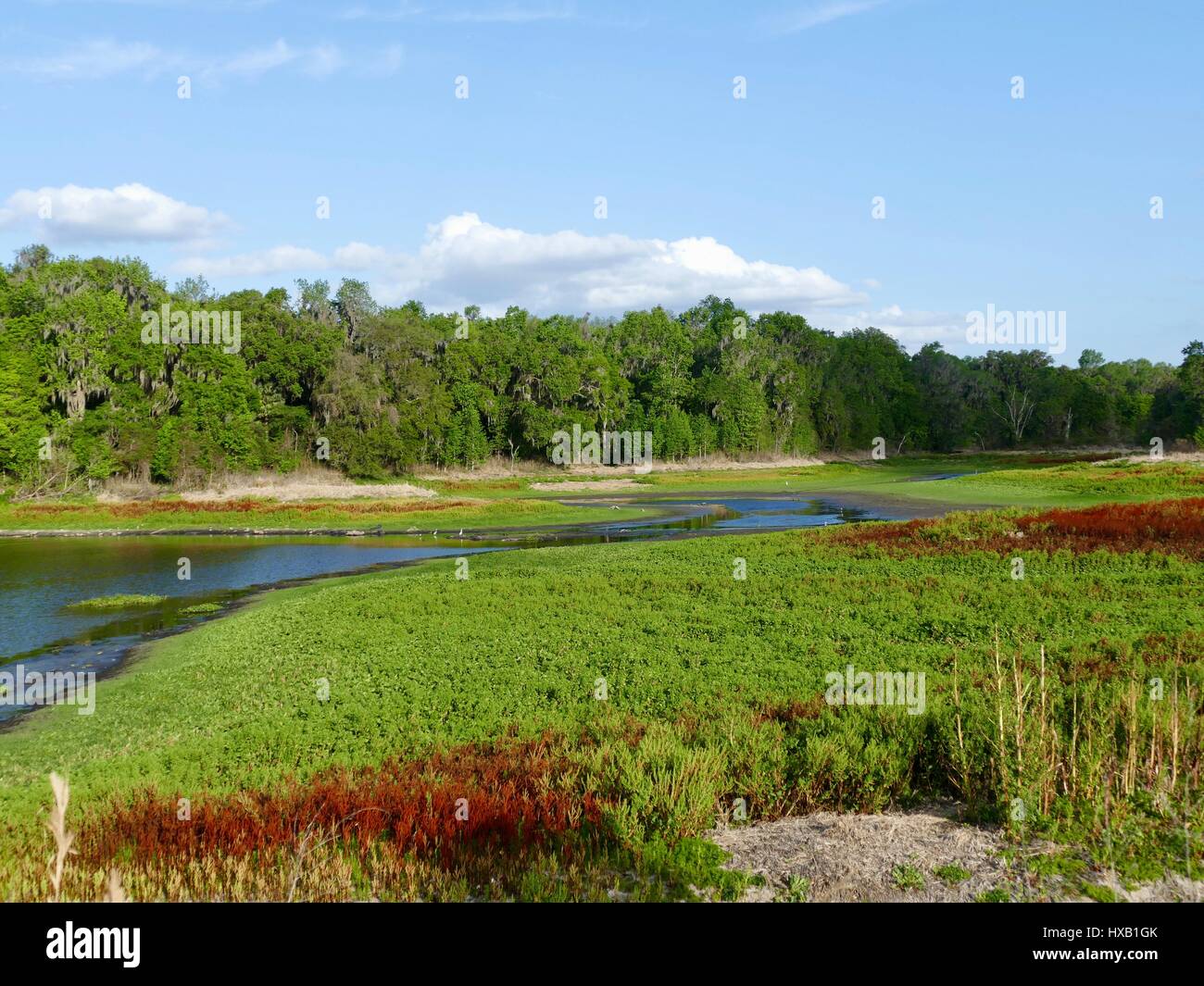 North Florida landscape with lake, hardwood trees, evergreens, and