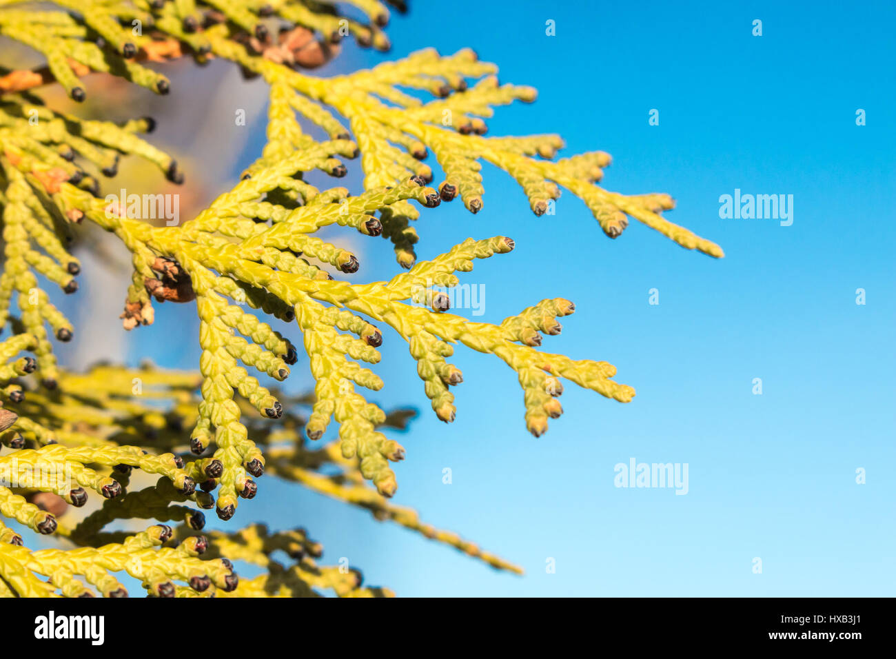 Branch of Thuya with buds in spring closeup against a background of bright blue sky. Stock Photo