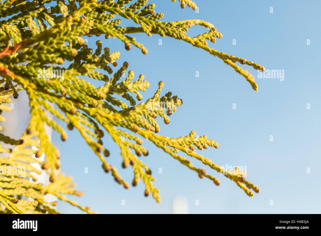 Branch of Thuya with buds in spring closeup against a background of bright blue sky. Stock Photo