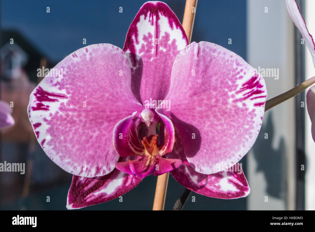 Spotted colorful Orchid phalaenopsis macro at sun ray. Stock Photo