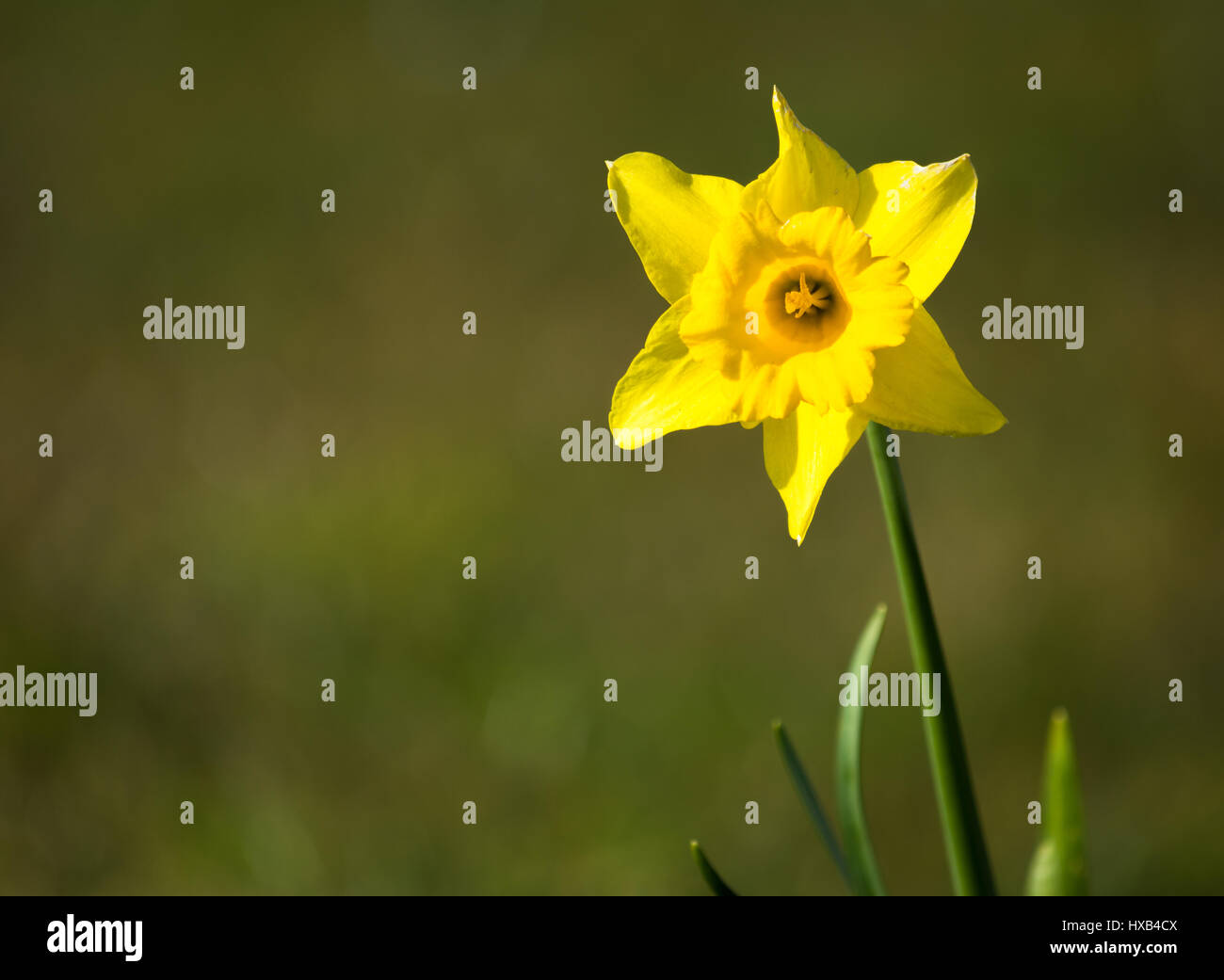 A 6 petal yellow daffodil springs in Belfast, Ireland. Stock Photo