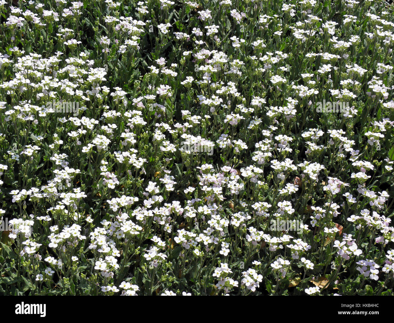 Springtime in Zagreb Botanical Garden, Arabis blepharophylla,Croatia,Europe,16 Stock Photo