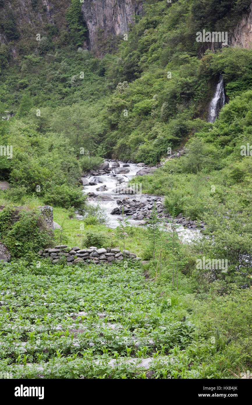 Intercropping of corn and potatoes in farmland along the Pitiao River, Qionglai mountain valley, Wolong, China Stock Photo