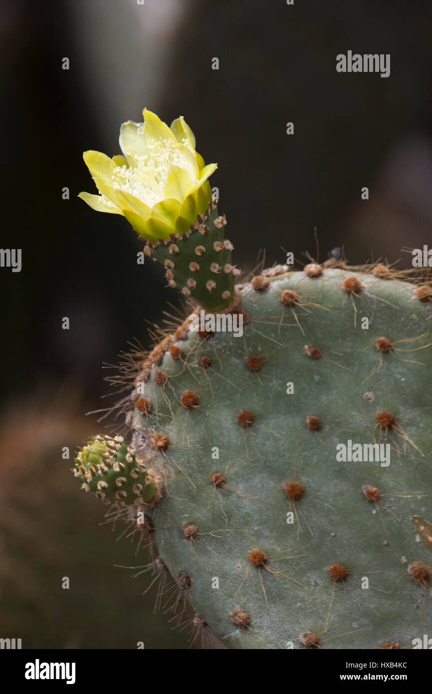 Prickly Pear Cactus flower (Opuntia galapageia) Stock Photo