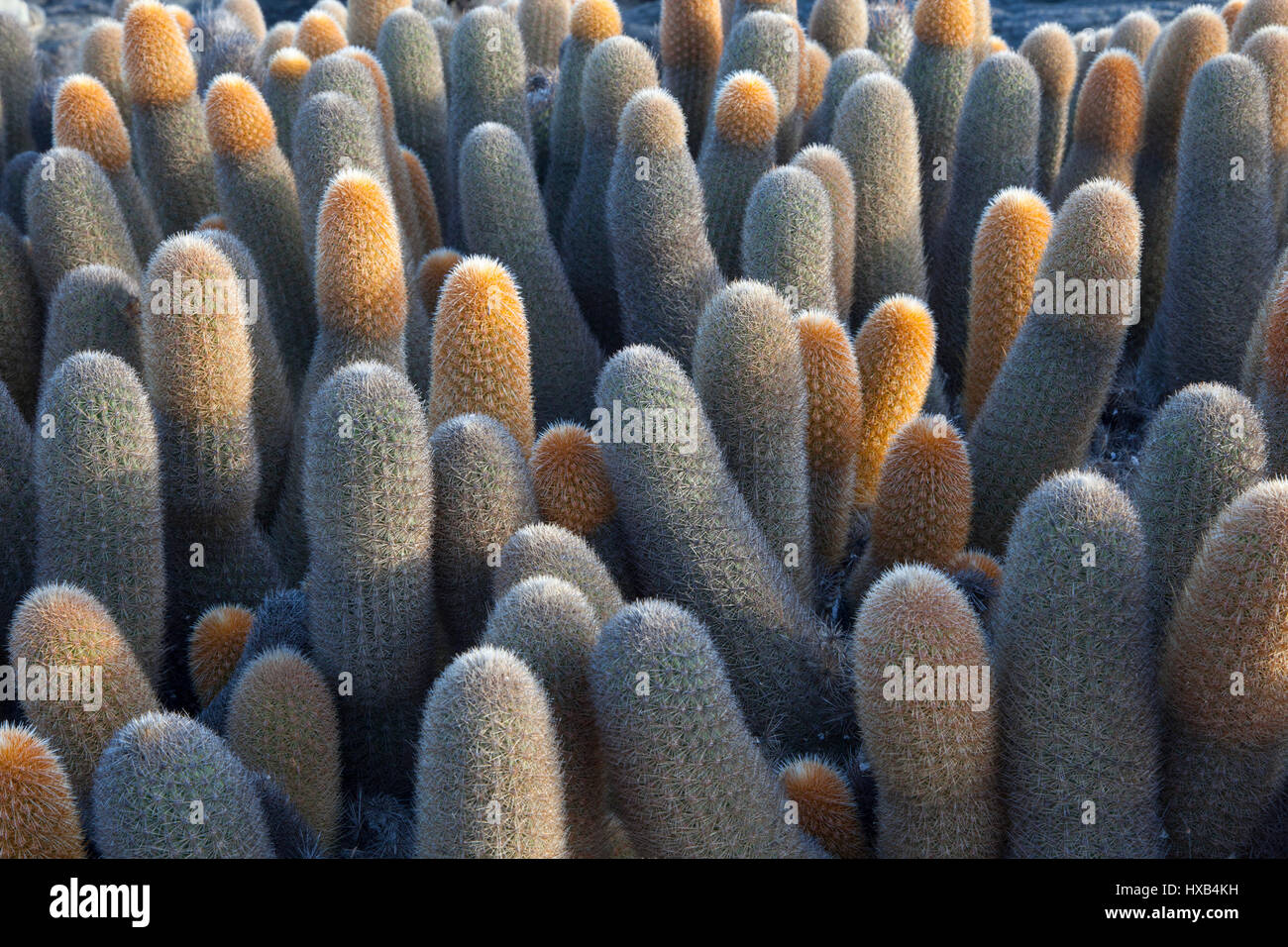 Galapagos lava cactus close up (Brachycereus nesioticus) Stock Photo