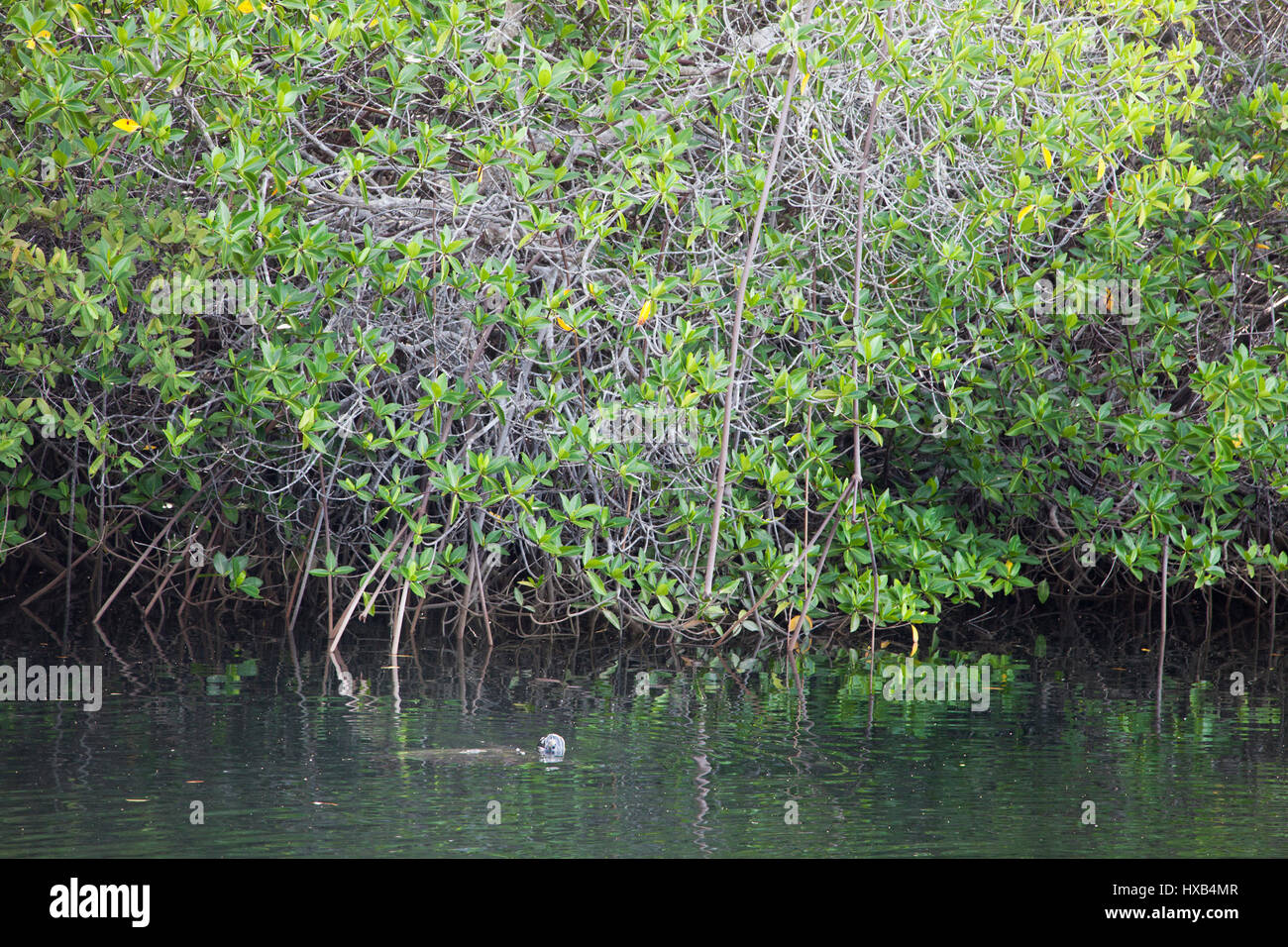 Sea turtle swimming through mangrove forest vegetation in Galapagos Islands cove on the coast of Santa Cruz Island. Stock Photo