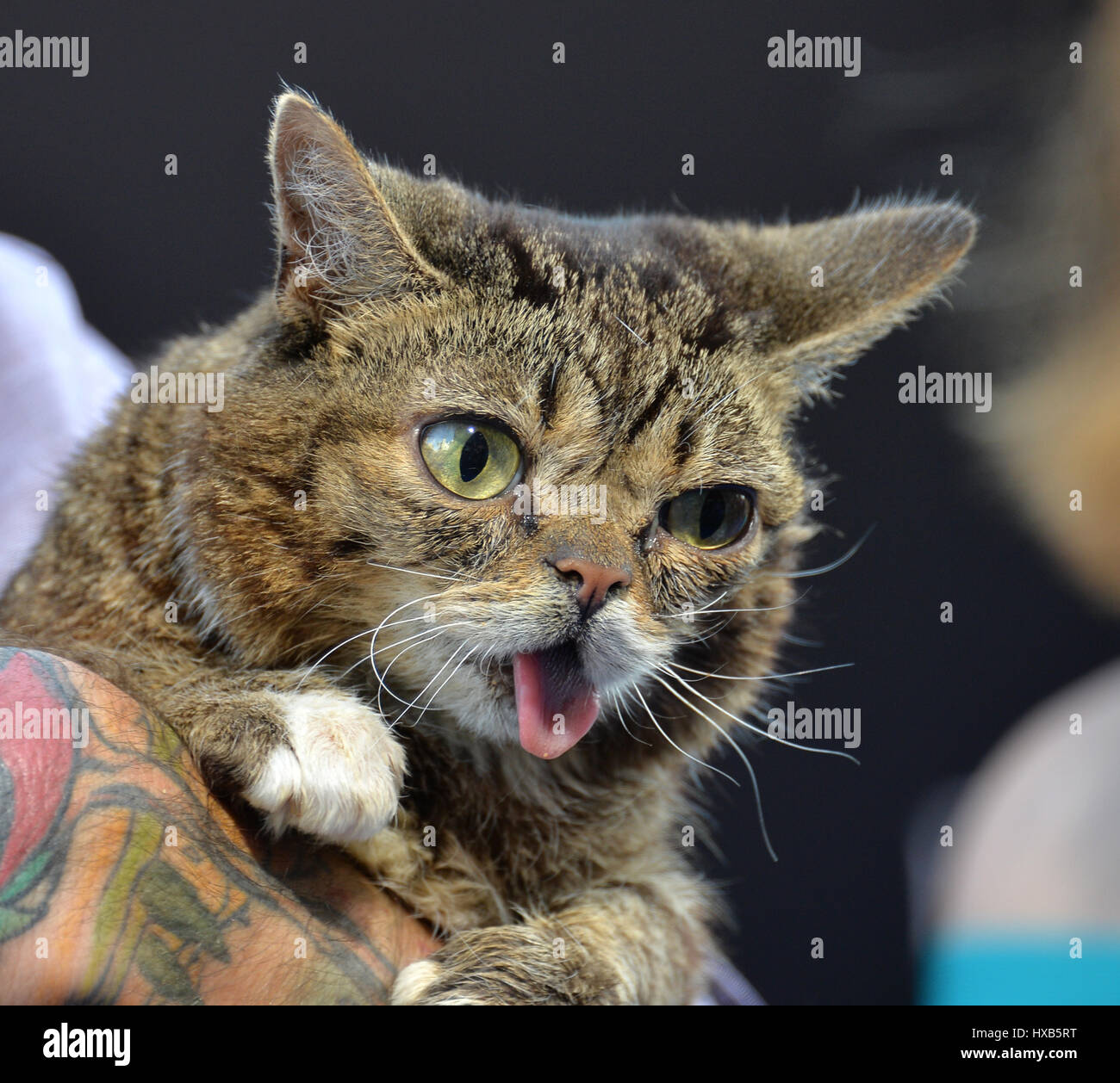 LOS ANGELES, CA. August 1, 2016: Animal actor Lil BUB at the world premiere of 'Nine Lives' at the TCL Chinese Theatre, Hollywood. EDITORIAL USE ONLY. Stock Photo